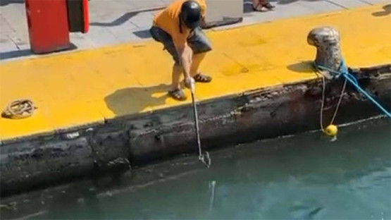 Nesli tükenen mavi yelken balığı avına ceza