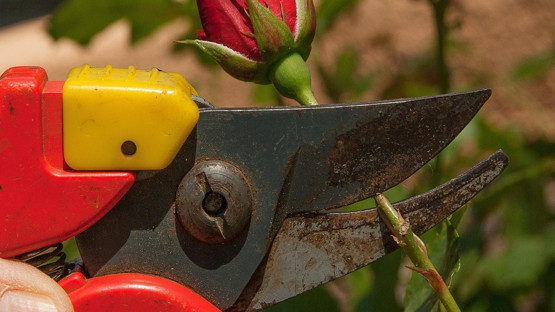 Budanmazsa Hızla Soluyor: Budama Yapılmadığında Çabuk Kuruyan 5 Bitki