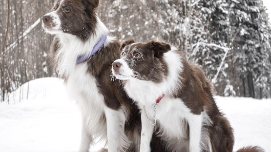 Köpeklerle çok daha iyi anlaşan 4 burç! Dostlukları daha iyi oluyor
