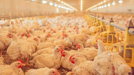 Beyaz et sektörüne operasyon: 32 gözaltı, 13 şirkete kayyım