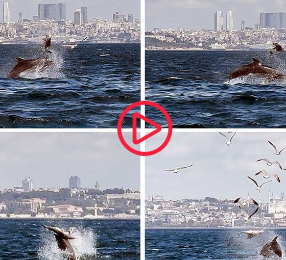 Marmara'da yunusun 'Yavru öldürme'si bilimsel makaleye konu oldu