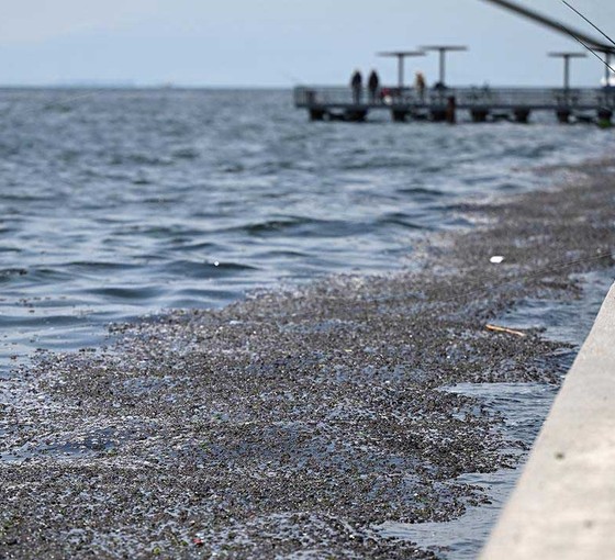 İzmir Körfezi kirlilik raporu açıklandı: Kirlilik üst seviyede