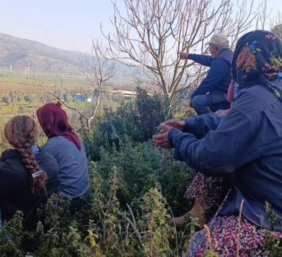 Çayırlı'da asker korumasında ağaç kesimi