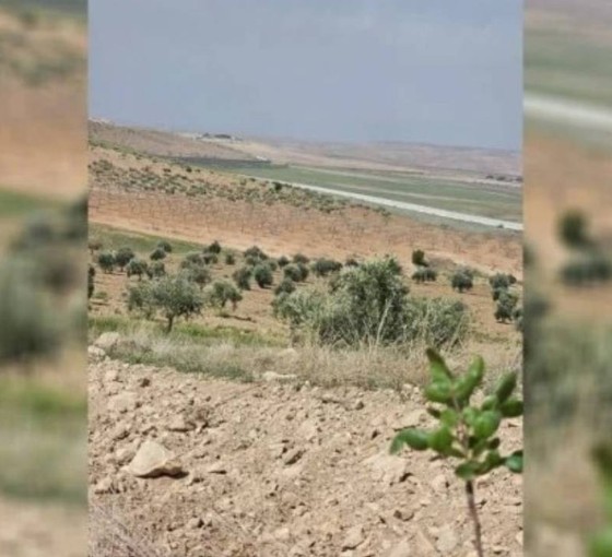 Türkiye sınırından Kobane'deki çiftçilere ateş açıldı