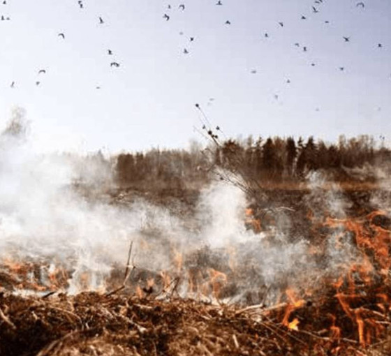 Tabiat Ana’ya horluk, anneye öfke mi? (2)