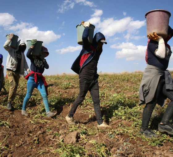 Mevsimlik sömürü sistemi: 2 milyon kayıt dışı işçi