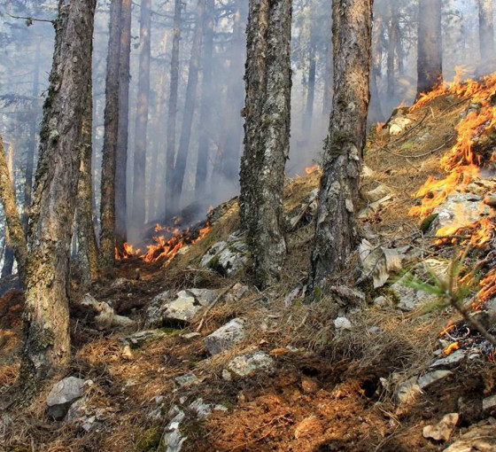 Ormanları kim yaktı? (3) - Kuşaklar arası çatışma ve kolektif intihar