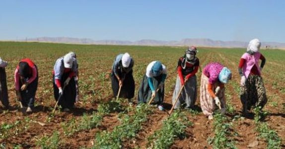 3 ayda 150 tarım işçisi hayatını kaybetti - Resim : 1