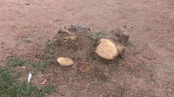 'Boğaz manzarasını bozuyor' diye ağaçları kestiler' iddiası - Resim : 2