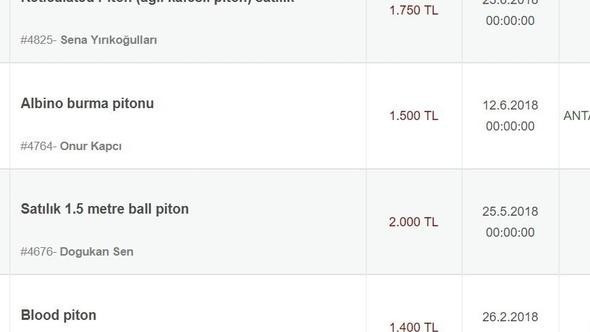 İnternetten satılık piton - Resim : 1
