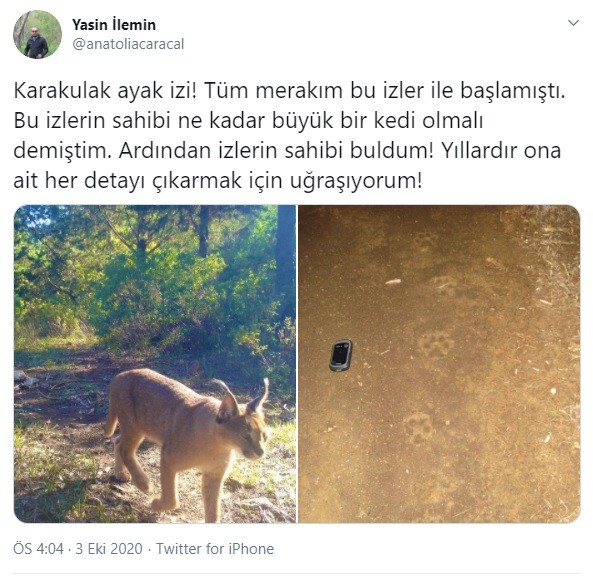 Muğla'da karakulak görüntülendi - Resim : 1