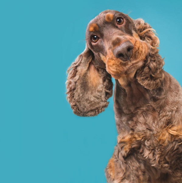 Mutlu köpek portreleri - Resim: 11