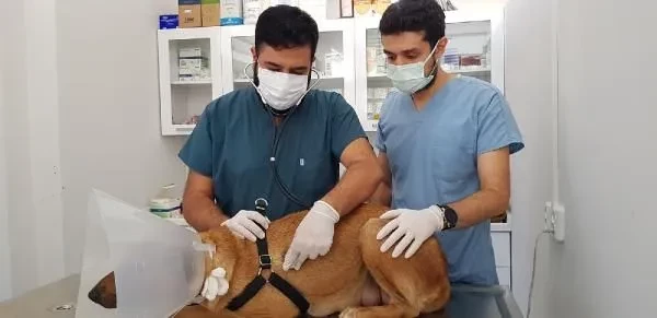 Acil servise gelen köpeğe veteriner doğum yaptırdı - Resim : 1