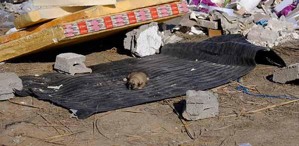 Kulübe ateşe verildi, 9 yavru köpek öldü - Resim : 1