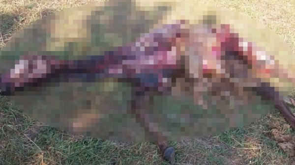Yarış atlarını kurtlar değil köpekler parçalamış - Resim : 1