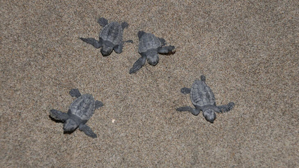 Patara Plajı'ndan 5 bininci yavru caretta caretta Akdeniz'e ulaştı - Resim : 1
