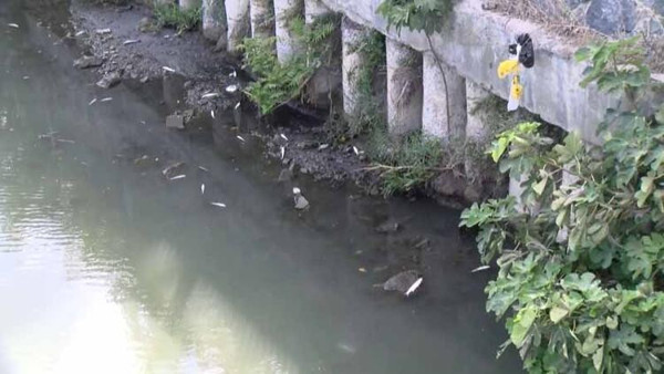 Alibeyköy Deresi'nde balık ölümleri - Resim : 2