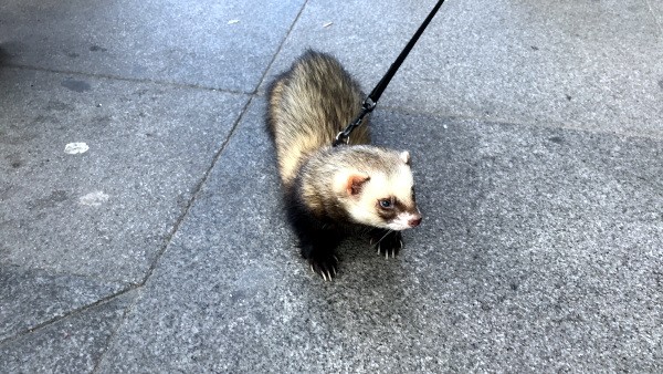 İspanya'dan gelen gelinciği, Türkiye'deki köpekler emzirdi - Resim : 1