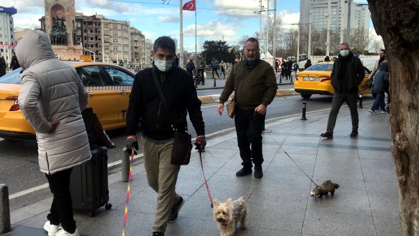 İspanya'dan gelen gelinciği, Türkiye'deki köpekler emzirdi - Resim : 2