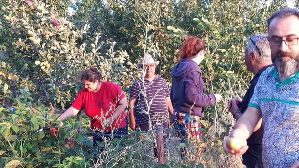 Satılacak 50 ton elma bursa dönüşecek - Resim : 4