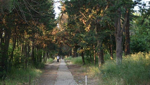Validebağ Korusu ‘millet bahçesi’ adı altında ranta açılıyor - Resim : 2