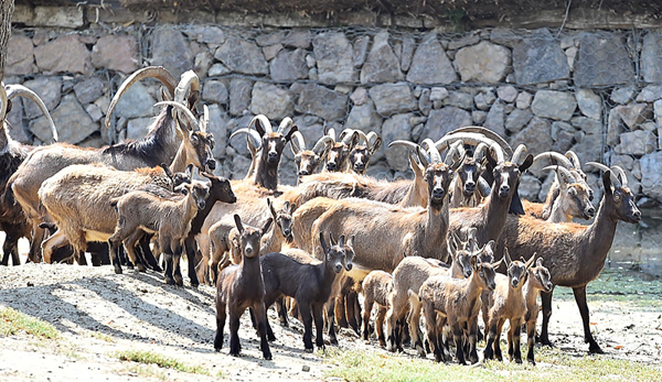 Doğal Yaşam Parkı'nın yeni yavruları - Resim : 1