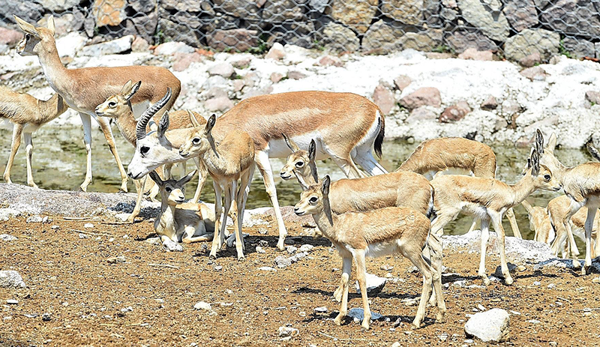 Doğal Yaşam Parkı'nın yeni yavruları - Resim : 2