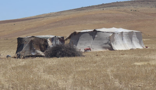 Kobani'nin güvenliği sürü sahiplerini cezbediyor - Resim : 1