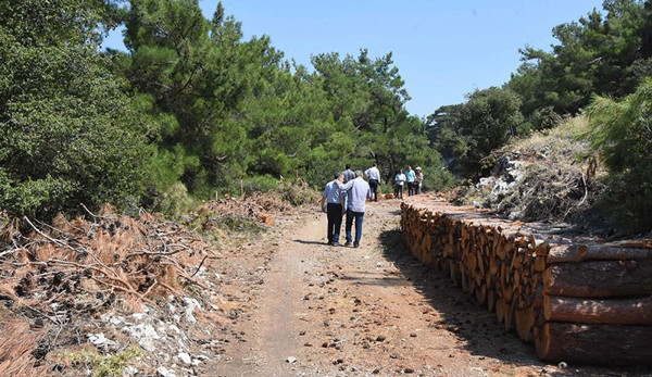 İzmir'de kalker ocağı için ağaç katliamı yapıldı - Resim : 2