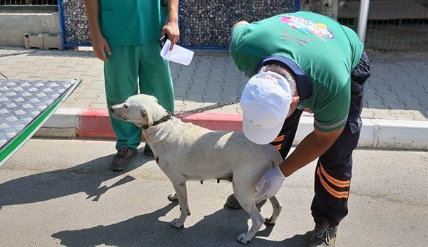 Köpeği, elektrikli bisikletinin arkasına bağlayıp sürükledi - Resim : 1