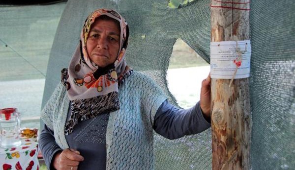 Bolu Yaylası köylülerden korunuyor - Resim : 1