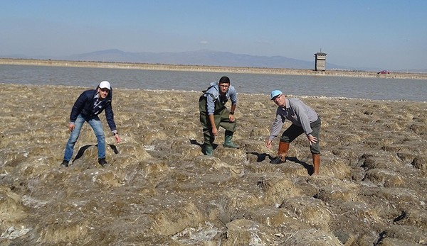 Flamingo nüfus sayımı: 18 bin yuva var - Resim : 1