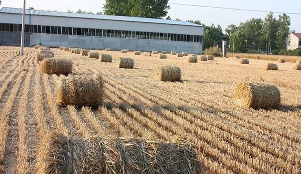 Artık samanın da bir borsası var - Resim : 1