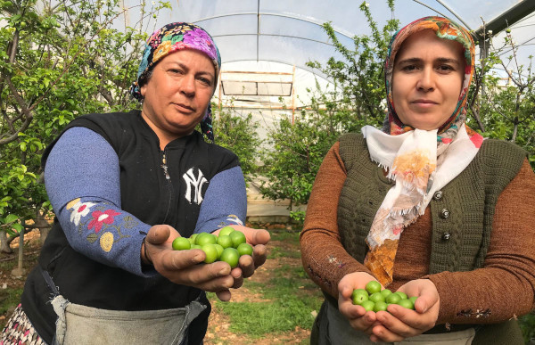 Yılın ilk erik hasadı yapıldı, kilosu 600 TL'den satıldı - Resim : 1