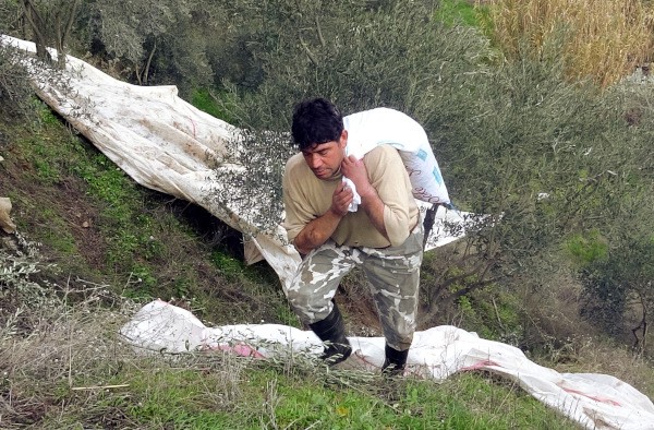 Türkiye'de ilk kez çift kol nakli yapılan kişi, artık zeytin çırpma makinesi kullanıyor - Resim : 1