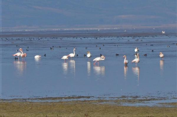 Kuruyan Marmara Gölü üzerinde 'arazi savaşları': 4 ayrı arazi kavgası - Resim : 1