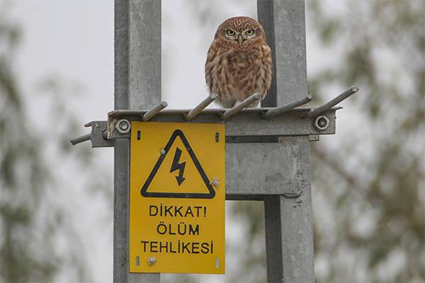 Kukumav kuşu, Ağrı Dağı eteklerinde görüntülendi - Resim: 3