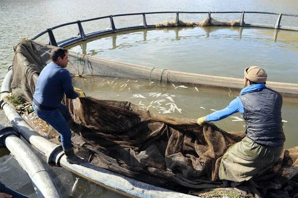 İki milyon metreküp suyu kalan Zernek Baraj Gölü'nde balık ölümleri - Resim: 9