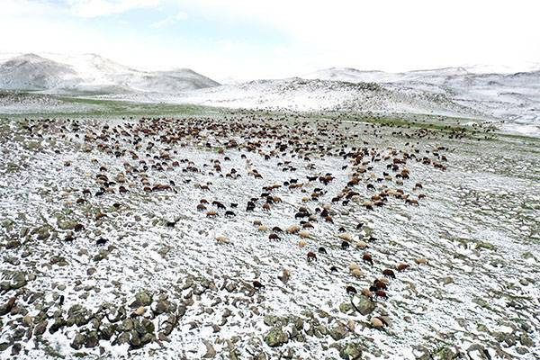 Ağrı'da koçerlerin yaylalara yolculukları başladı: Kara yakalandılar - Resim: 2