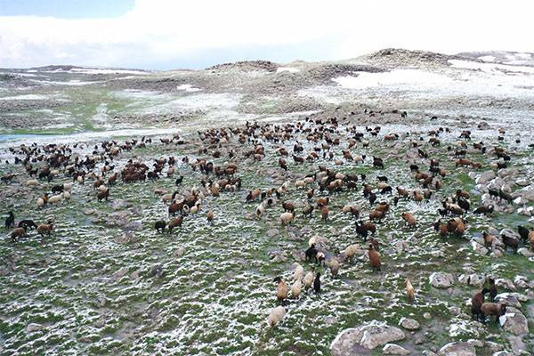 Ağrı'da koçerlerin yaylalara yolculukları başladı: Kara yakalandılar - Resim: 3