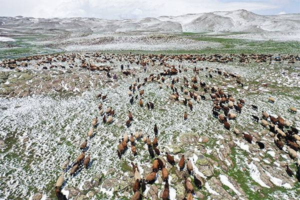 Ağrı'da koçerlerin yaylalara yolculukları başladı: Kara yakalandılar - Resim: 4