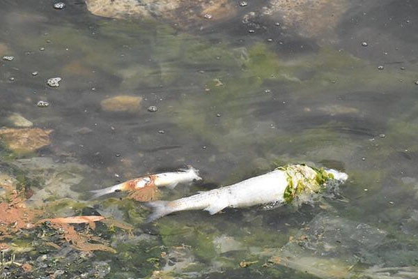 Çakalburnu Lagünü'nde oksijen tükendi, balıklar öldü - Resim : 2