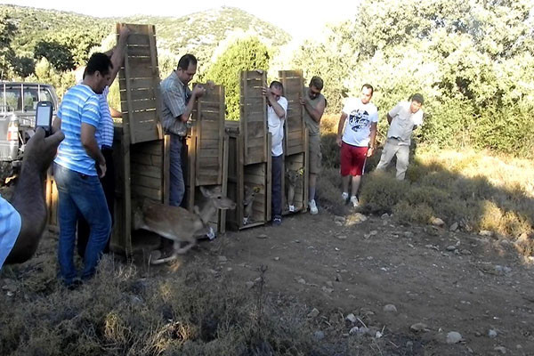 120 yaban hayvanı doğaya bırakıldı - Resim : 1