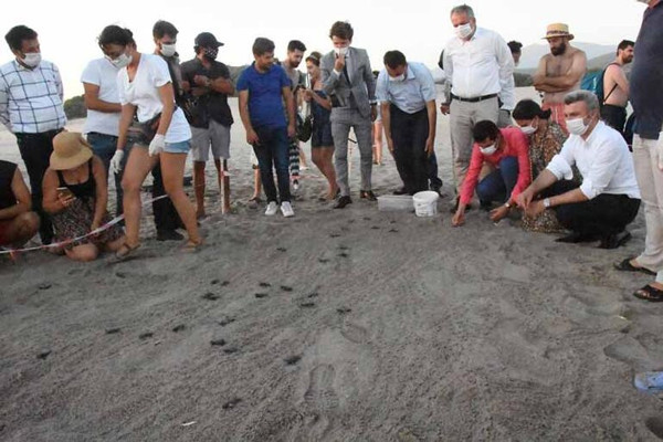 Patara Plajı'ndan 5 bininci yavru caretta caretta Akdeniz'e ulaştı - Resim : 2