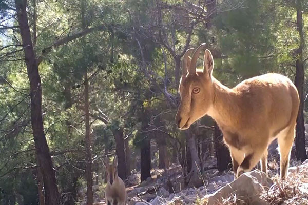 Fotokapanlara yansıyan yaban hayatı: Karakulak, tilki, saz kedisi… - Resim : 1