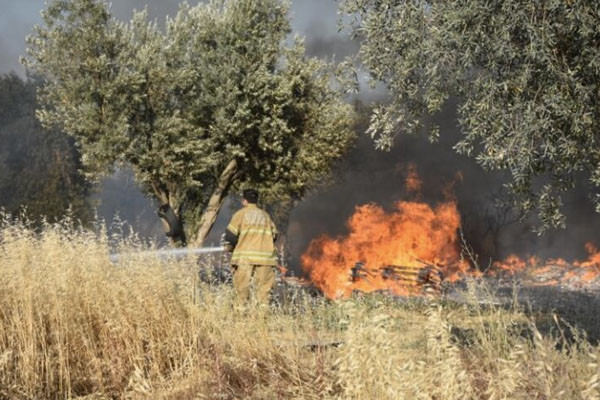 İzmir'de, palet atölyesinde çıkan yangın zeytinlik alana sıçradı - Resim : 1