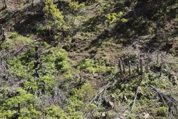 Şenyayla'da karakol inşası için ağaç kıyımı - Resim : 2