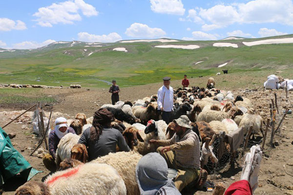 Hakkari ve Van’da çobanlara ‘güvenlik soruşturması’ şartı - Resim : 1