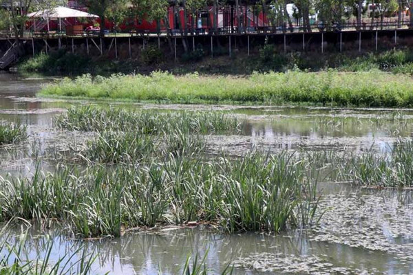 Tunca Nehri'nde debi düştü, yüzeyi çöp ve otlarla kaplandı - Resim : 4
