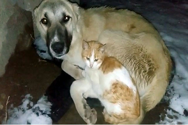 Hava sıcaklığı sıfırın altında 15 derece: Kedi, köpeğin yanından ayrılmadı - Resim : 1